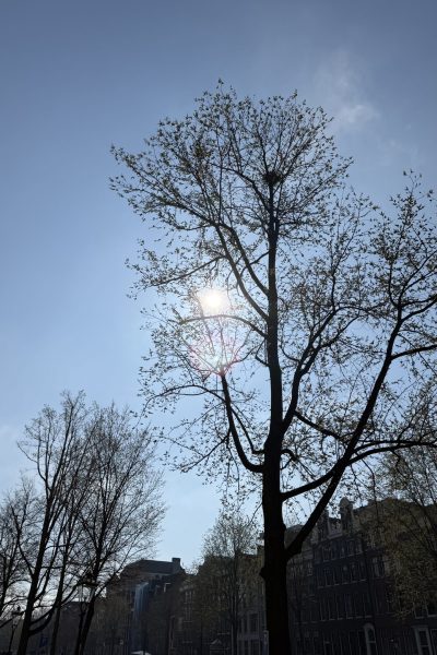 Sunlight shining through bare trees in the city