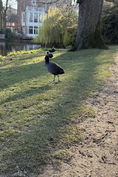 Two coots walking on grass near a pond with houses in the background