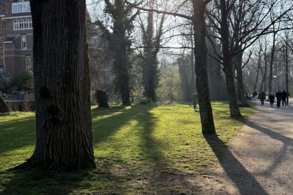 A tree-lined path at the park on a sunny day